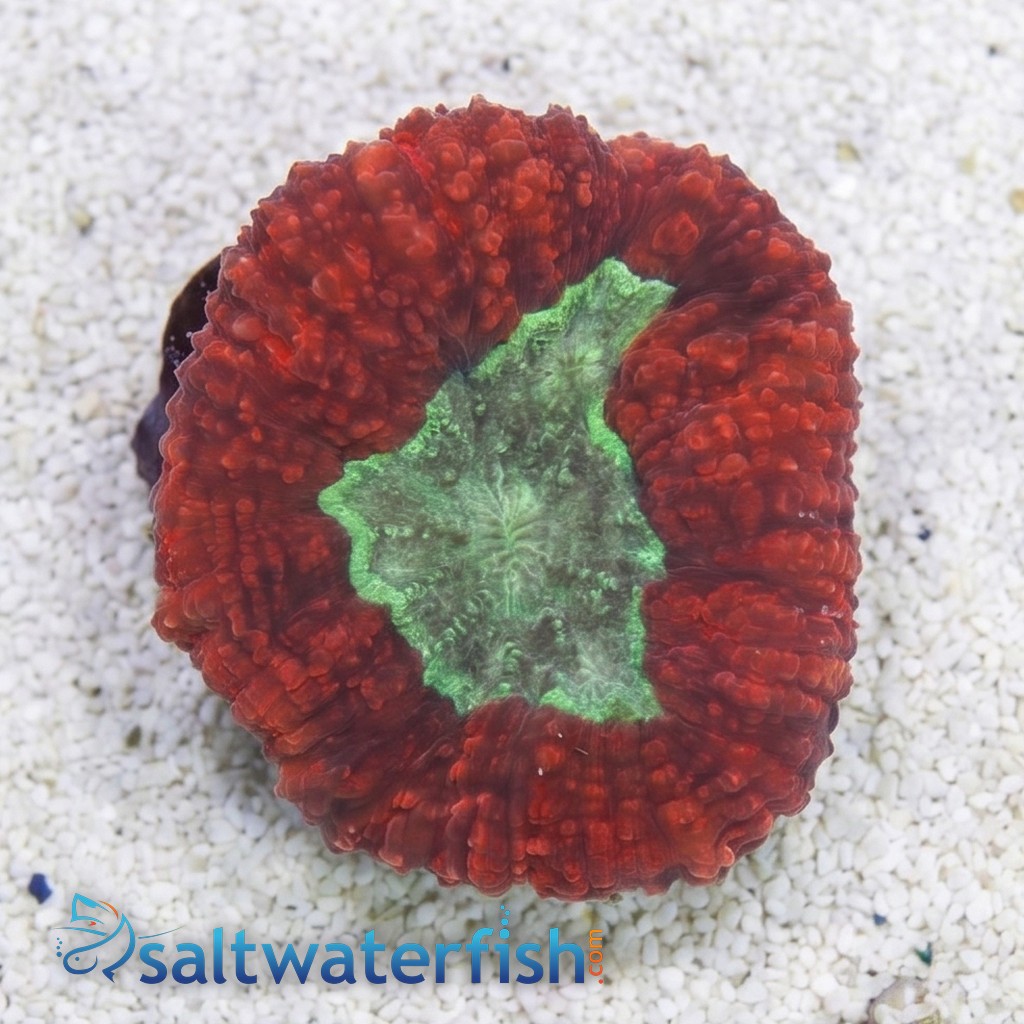 Lobophyllia Brain Coral: Metallic Red w/ Green Center