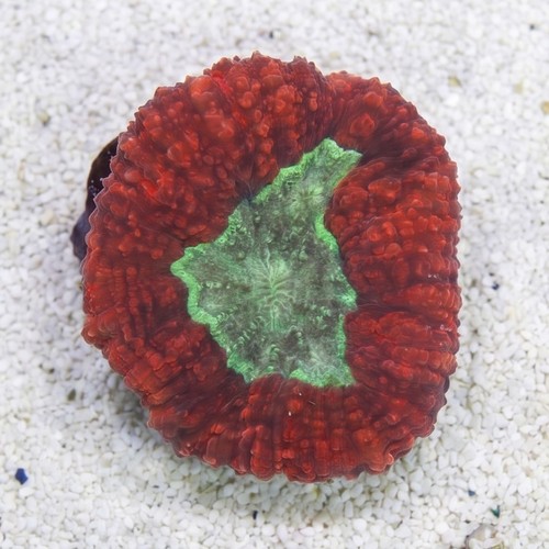 Lobophyllia Brain Coral: Metallic Red w/ Green Center