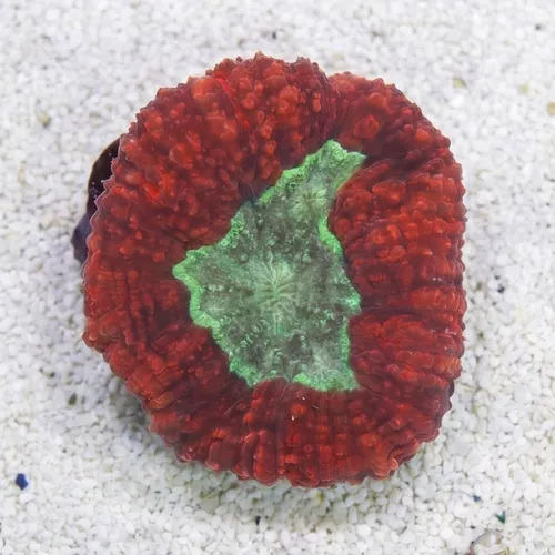 Lobophyllia Brain Coral: Metallic Red w/ Green Center