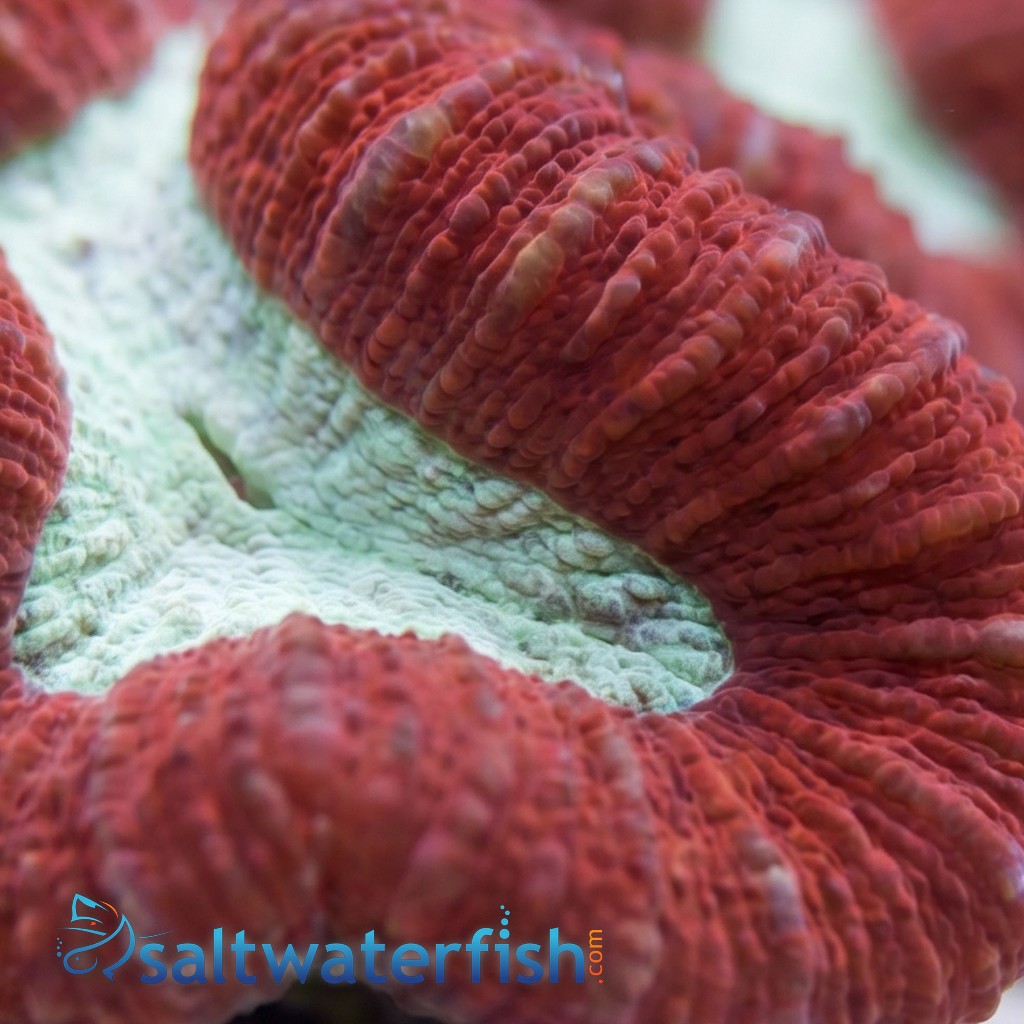 Lobophyllia Brain Coral: Red w/ Green - Indo Pacific