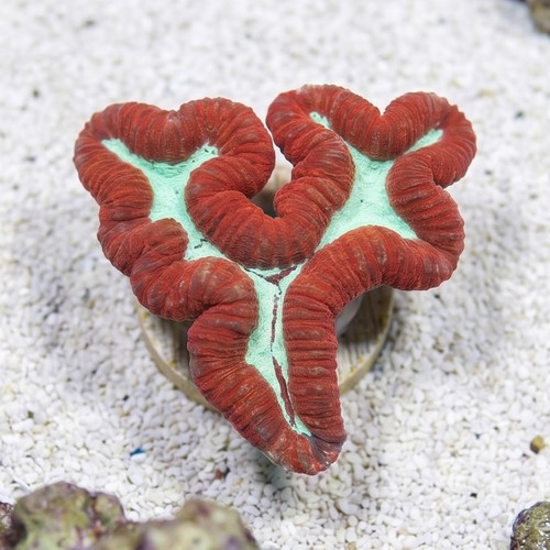 Lobophyllia Brain Coral: Red w/ Green - Indo Pacific