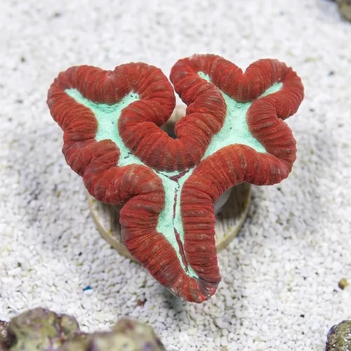Lobophyllia Brain Coral: Red w/ Green - Indo Pacific