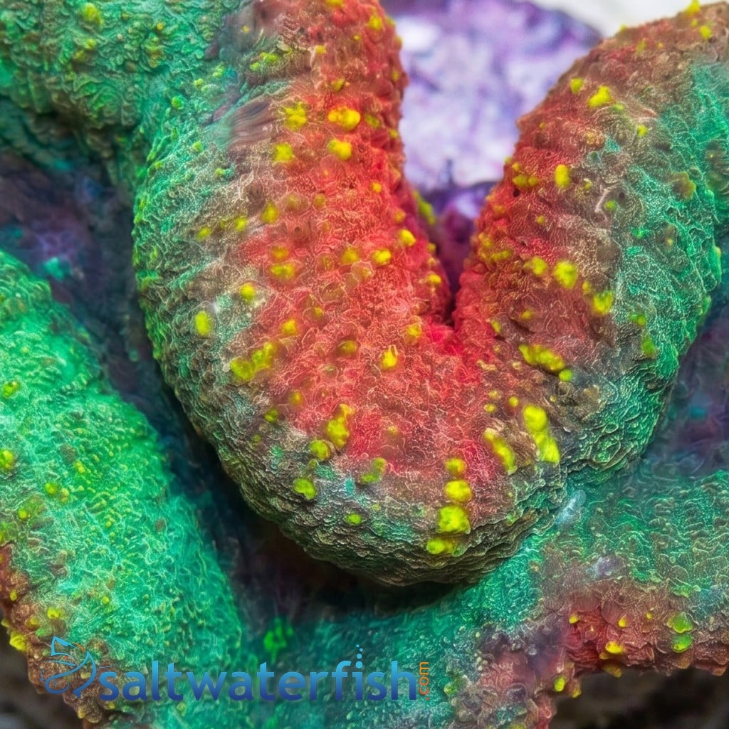 Lobophyllia Brain Coral: Mint Green w/ Pink Rim - Aquacultured