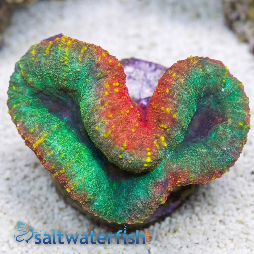 Lobophyllia Brain Coral: Mint Green w/ Pink Rim - Aquacultured