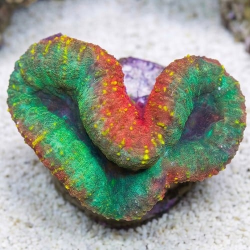 Lobophyllia Brain Coral: Mint Green w/ Pink Rim - Aquacultured