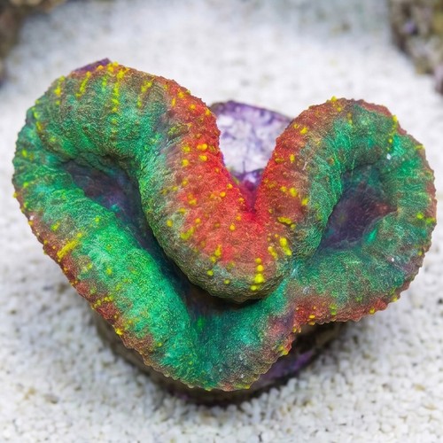 Lobophyllia Brain Coral: Mint Green w/ Pink Rim