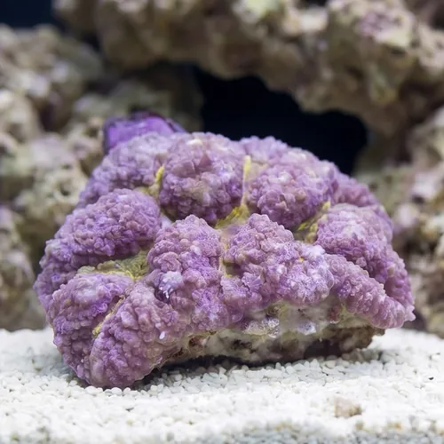Lobophyllia Brain Coral: Pink