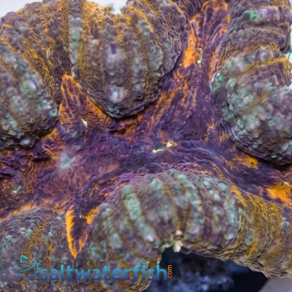 Lobophyllia Brain Coral: Orange - Aquacultured
