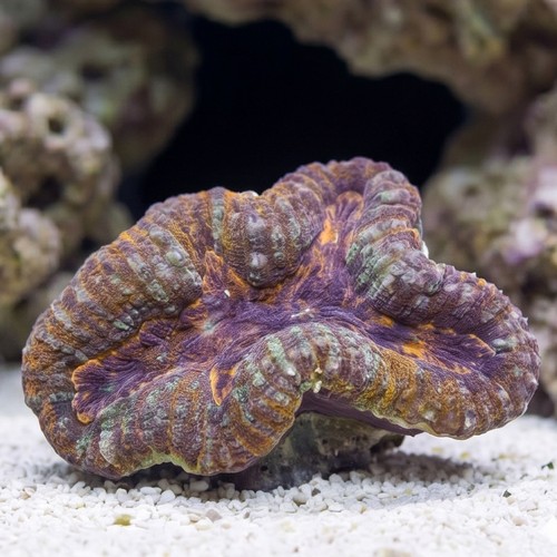 Lobophyllia Brain Coral: Orange - Indo Pacific