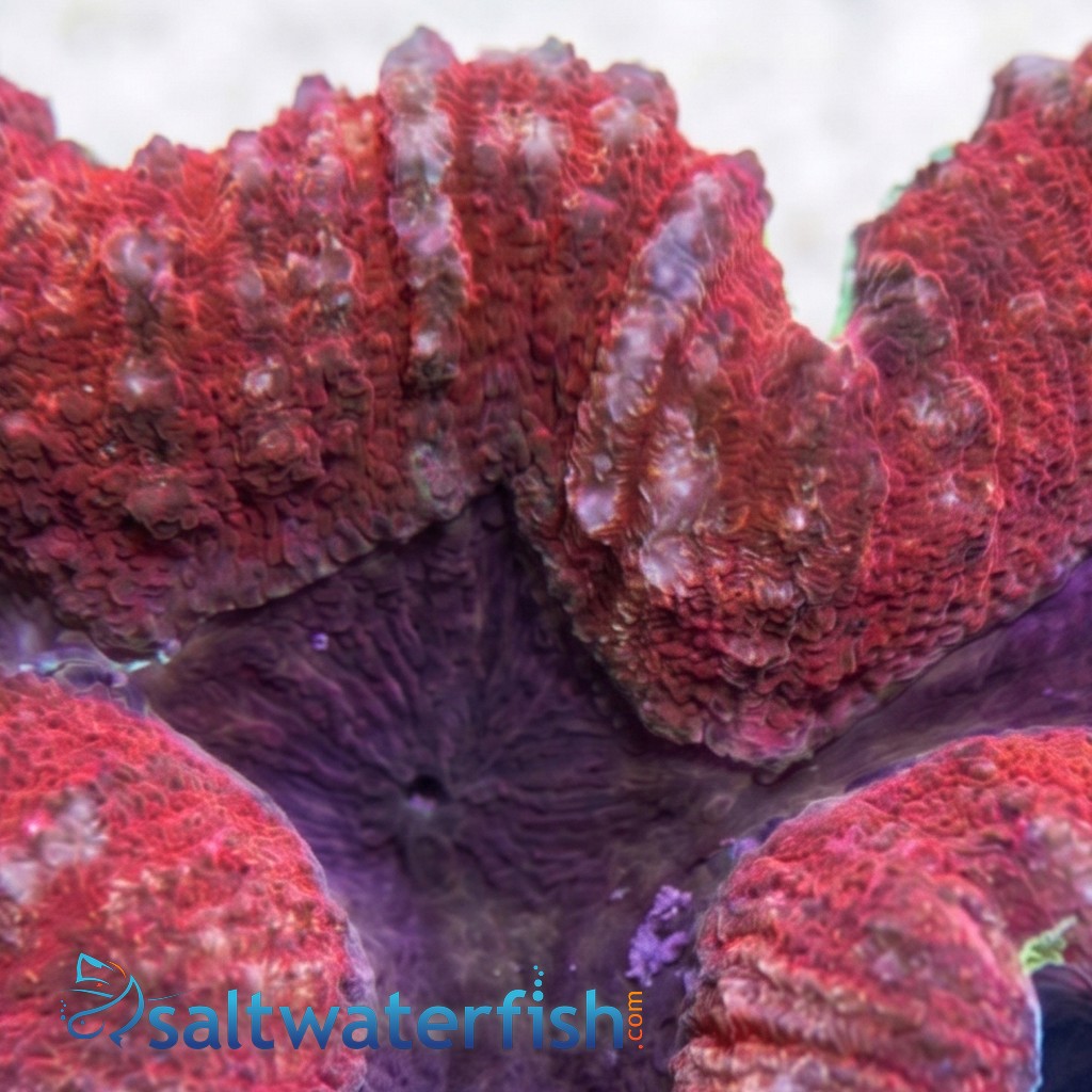 Lobophyllia Brain Coral: Red and Purple - Australia