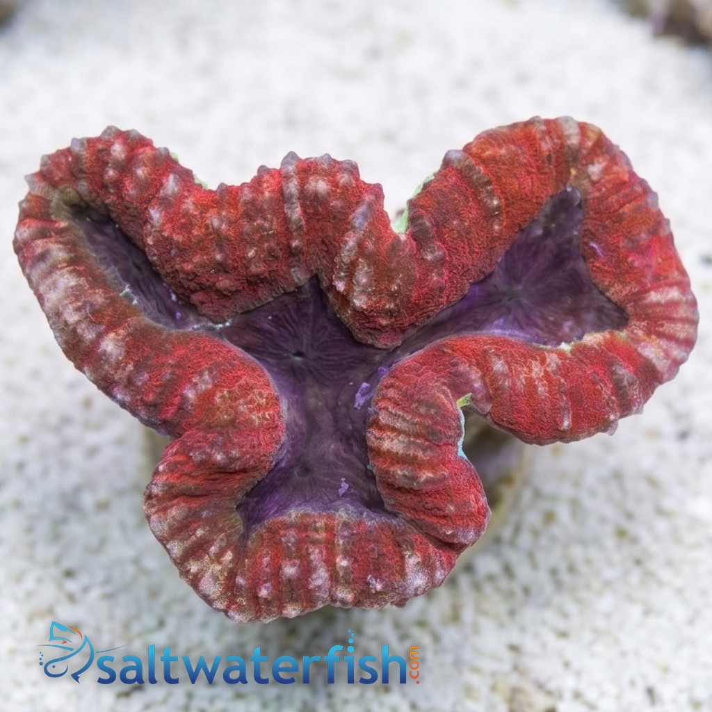 Lobophyllia Brain Coral: Red and Purple - Australia