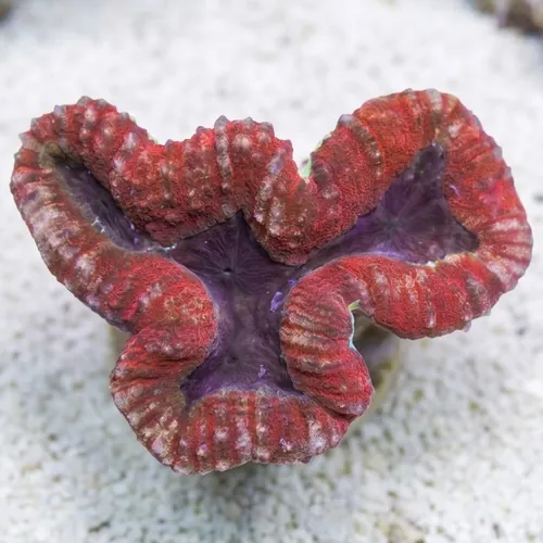 Lobophyllia Brain Coral: Red and Purple - Australia
