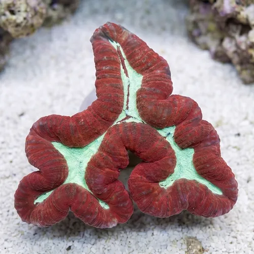 Lobophyllia Brain Coral: Red w/ Green - Aquacultured