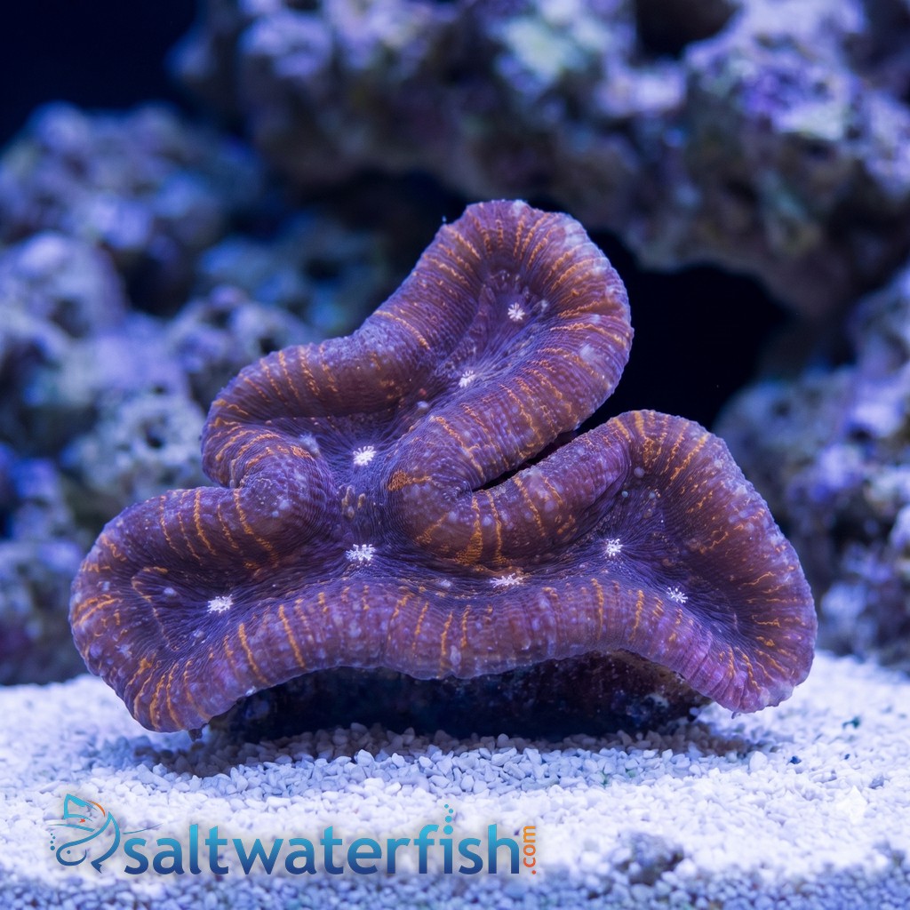Lobophyllia Open Brain Coral: Ultra