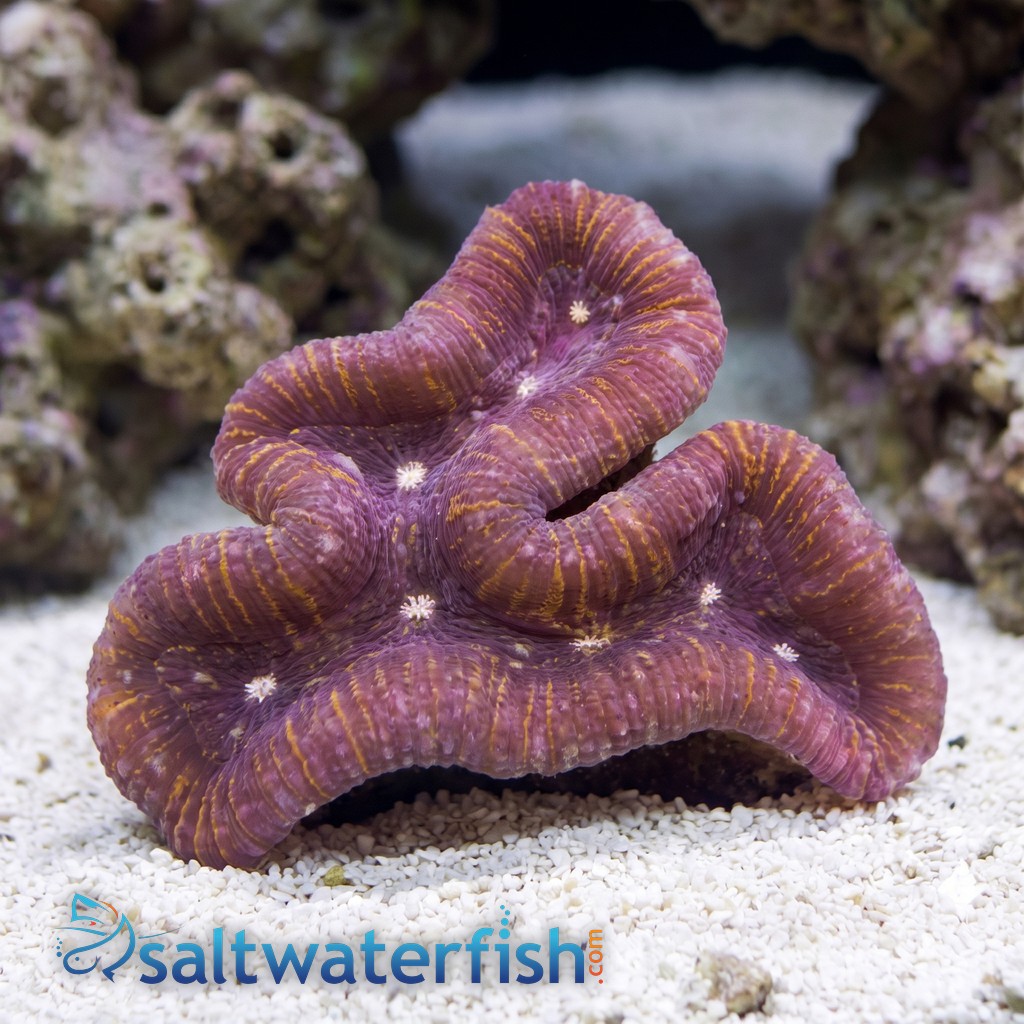 Lobophyllia Open Brain Coral: Ultra