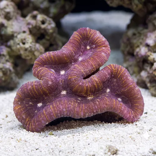 Lobophyllia Open Brain Coral: Ultra