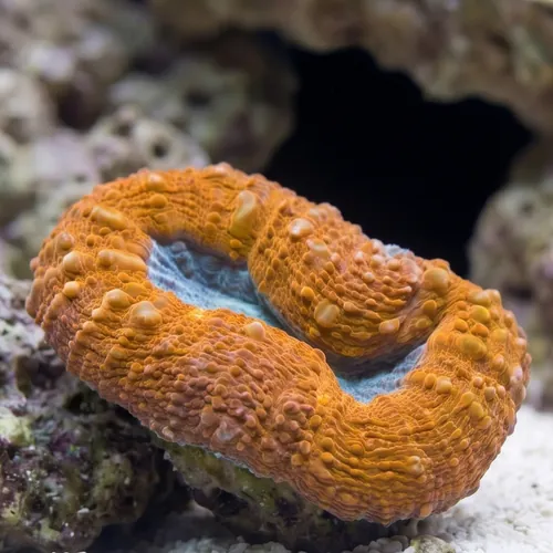 Lobophyllia Brain Coral: Orange - Indo Pacific