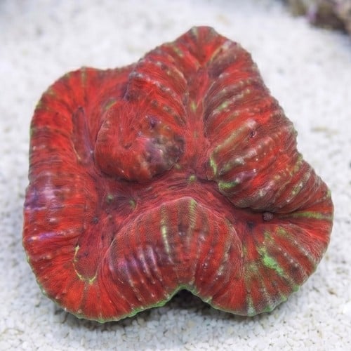 Lobophyllia Brain Coral: Red w/ Purple
