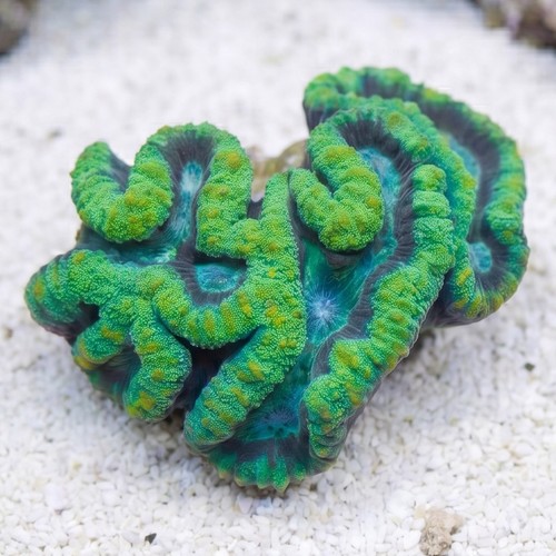 Lobophyllia Brain Coral: Green w/ Maroon Ring