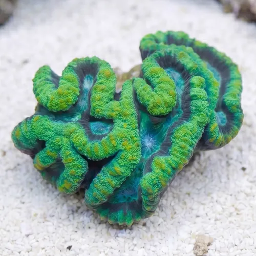 Lobophyllia Brain Coral: Green w/ Maroon Ring