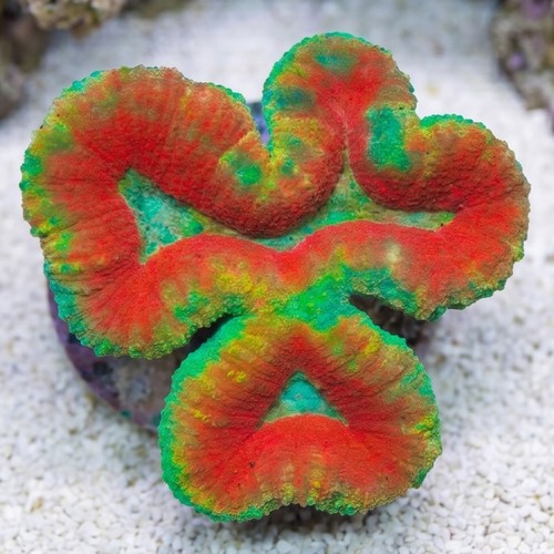 Aquacultured Lobophyllia Brain Coral: Red w/ Green Rim