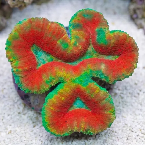 Aquacultured Lobophyllia Brain Coral: Red w/ Green Rim