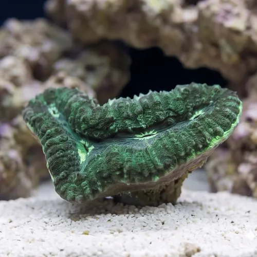Lobophyllia Brain Coral: Green