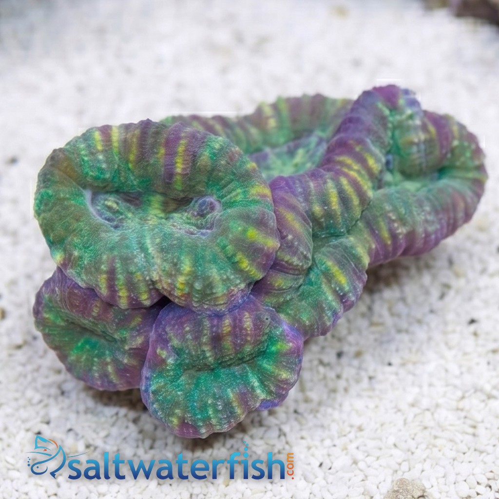 Lobophyllia Brain Coral: Mint Green w/ Pink Rim - Aquacultured