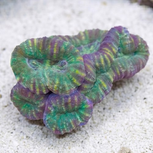 Lobophyllia Brain Coral: Mint Green w/ Pink Rim - Aquacultured