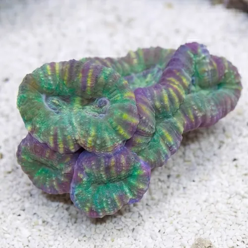 Lobophyllia Brain Coral: Mint Green w/ Pink Rim - Aquacultured
