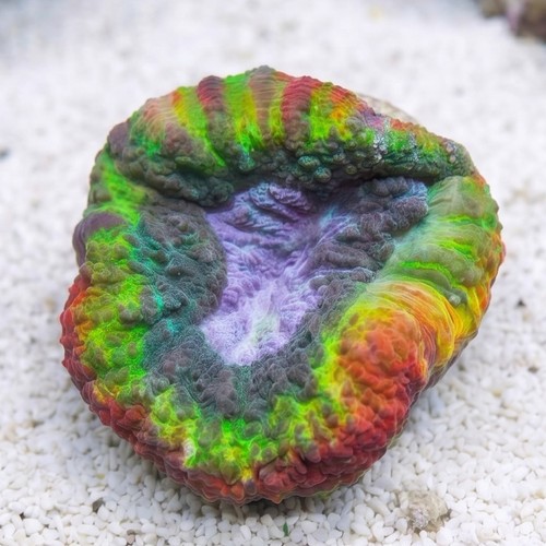Lobophyllia Brain Coral: Tricolor - Aquacultured