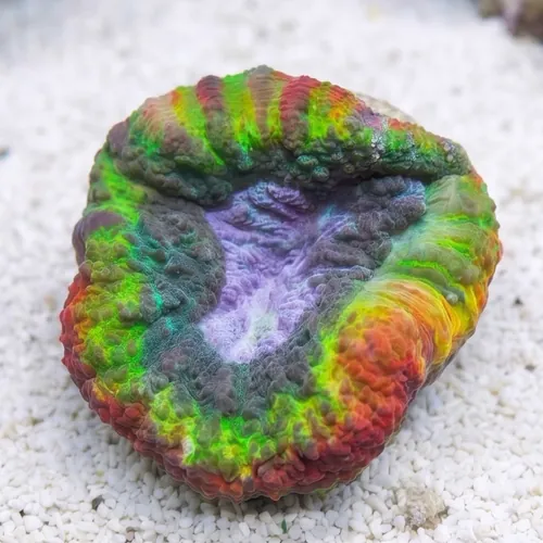 Lobophyllia Brain Coral: Tricolor - Aquacultured