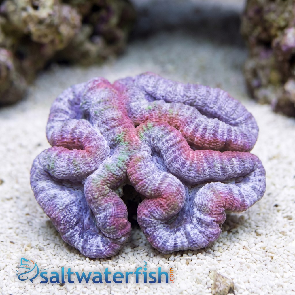 Lobophyllia Brain Coral: Pink - Aquacultured