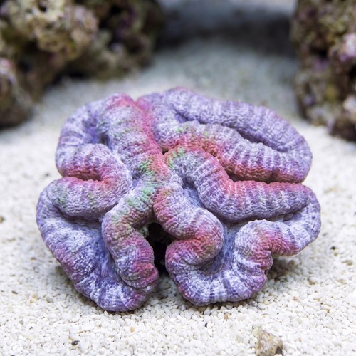 Lobophyllia Brain Coral: Pink - Aquacultured