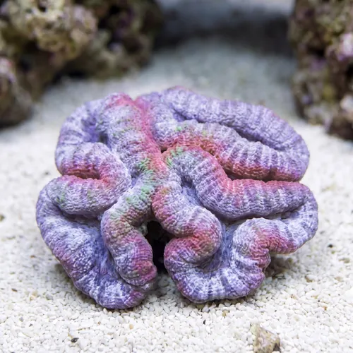 Lobophyllia Brain Coral: Pink - Aquacultured