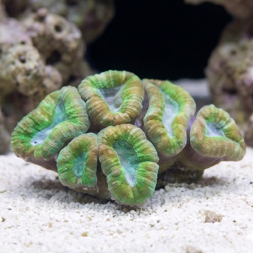 Lobophyllia Brain Coral: Green - South Pacific