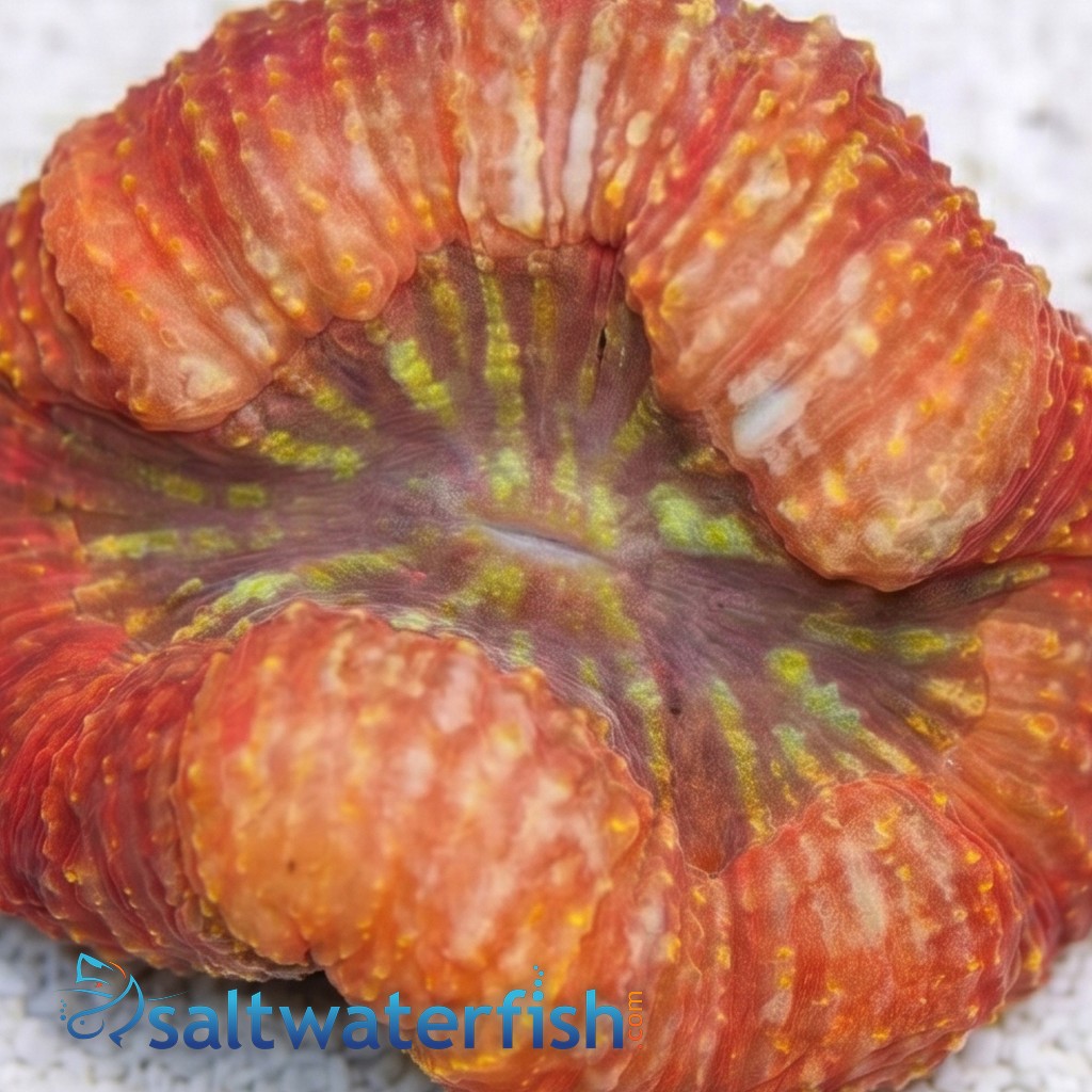 Lobophyllia Brain Coral: Red - South Pacific