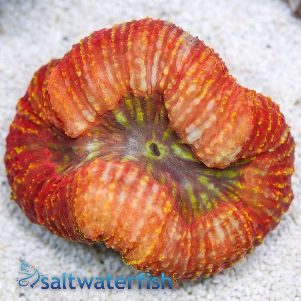 Lobophyllia Brain Coral: Red - South Pacific