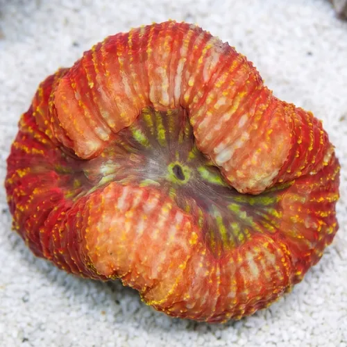 Lobophyllia Brain Coral: Red - South Pacific