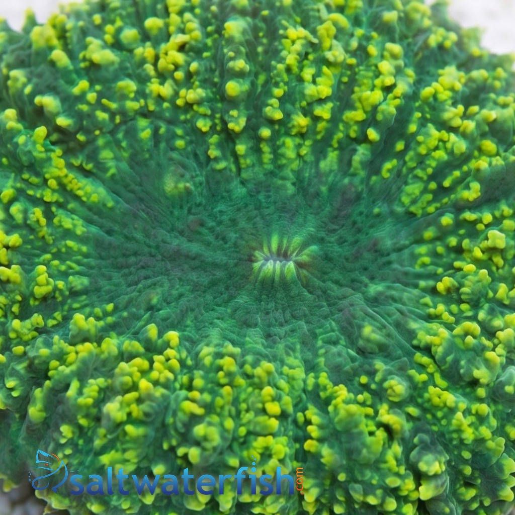 Lobophyllia Brain Coral: Green - Aquacultured