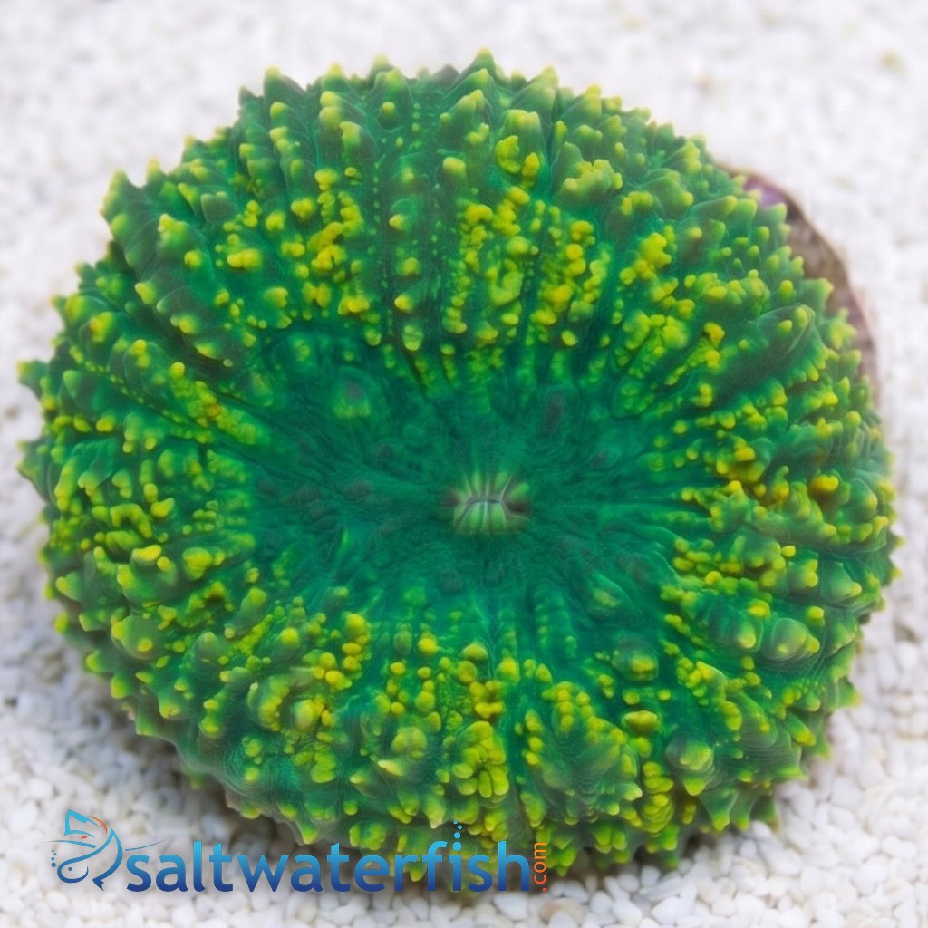 Lobophyllia Brain Coral: Green - Aquacultured