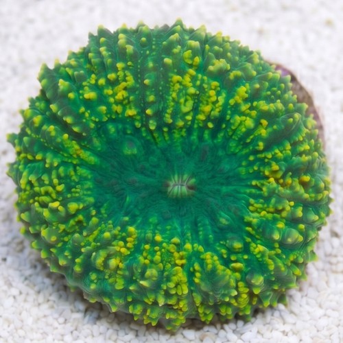 Lobophyllia Brain Coral: Green - Aquacultured