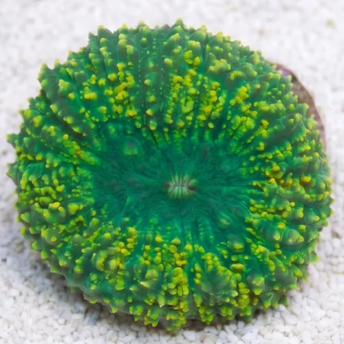 Lobophyllia Brain Coral: Green - Aquacultured