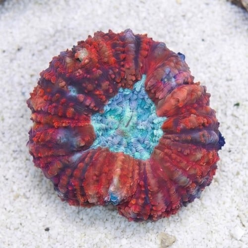 Lobophyllia Brain Coral: Red w/ Green - Aquacultured