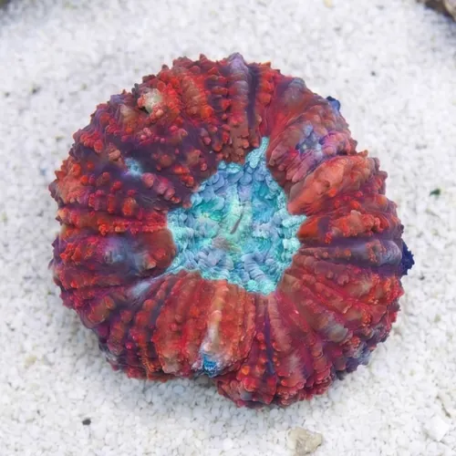 Lobophyllia Brain Coral: Red w/ Green - Aquacultured