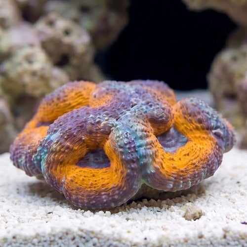 Lobophyllia Brain Coral: Orange Rim w/ Purple Center
