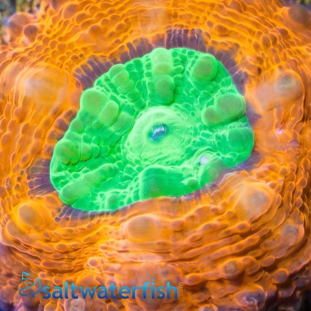 Lobophyllia Brain Coral: Orange Rim w/ Green Center - Aquacultured