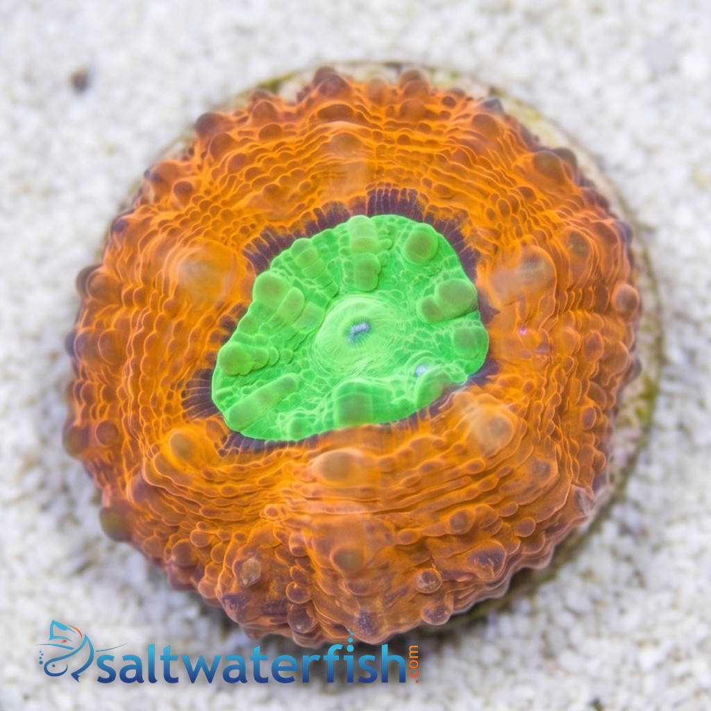 Lobophyllia Brain Coral: Orange Rim w/ Green Center - Aquacultured