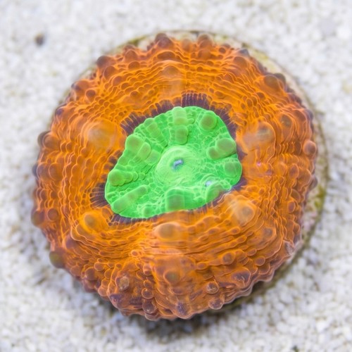 Lobophyllia Brain Coral: Orange Rim w/ Green Center - Aquacultured