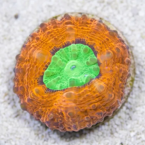 Lobophyllia Brain Coral: Orange Rim w/ Green Center - Aquacultured